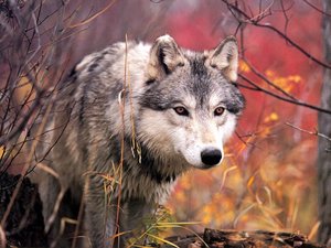Wolven Wallpapers 