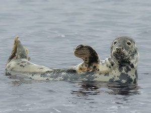 Zeehonden Wallpapers 