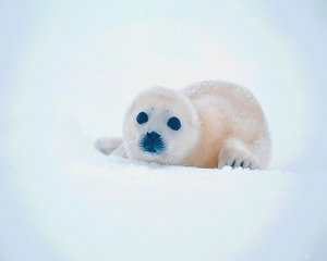 Zeehonden Wallpapers 