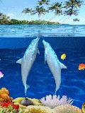 Dolfijn Vissen plaatjes 