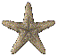 Vissen plaatjes Zee sterren 