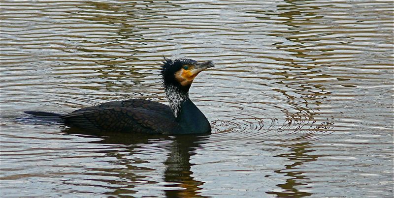 Vogel plaatjes Aalscholver 
