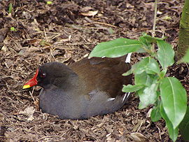 Vogel plaatjes Afrikaanse waterhoen 