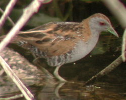 Vogel plaatjes Afrikaanse waterhoen 