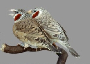 Vogel plaatjes Bandvink 