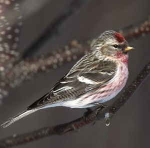 Vogel plaatjes Barmsijs 