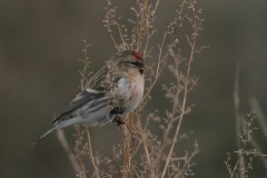 Vogel plaatjes Barmsijs 