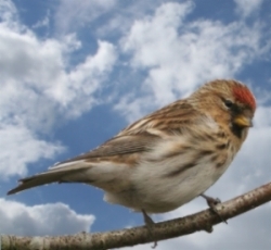 Vogel plaatjes Barmsijs 