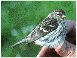 Vogel plaatjes Barmsijs 