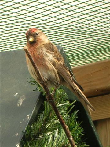 Vogel plaatjes Barmsijs 