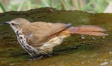 Vogel plaatjes Bleke lijster 
