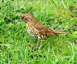 Vogel plaatjes Bleke lijster 