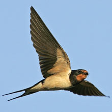 Vogel plaatjes Boerenzwaluw 