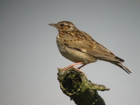 Vogel plaatjes Boomleeuwerik 