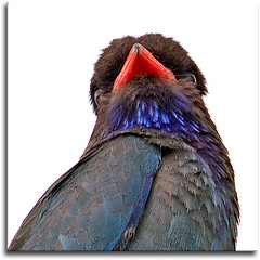 Vogel plaatjes Dollarvogel 