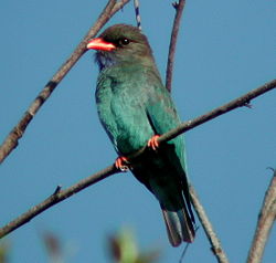 Vogel plaatjes Dollarvogel 