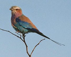 Vogel plaatjes Dollarvogel 