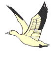 Eenden Vogel plaatjes 