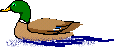 Eenden Vogel plaatjes 