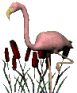 Flamingo Vogel plaatjes 