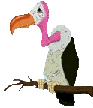 Gieren Vogel plaatjes 