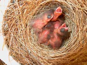 Vogel plaatjes Goudvink 