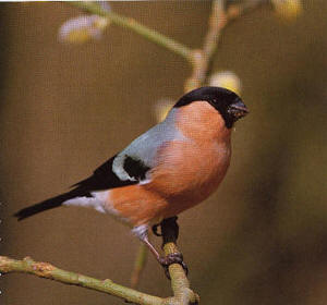 Vogel plaatjes Goudvink 