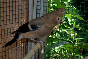 Vogel plaatjes Goudvink 