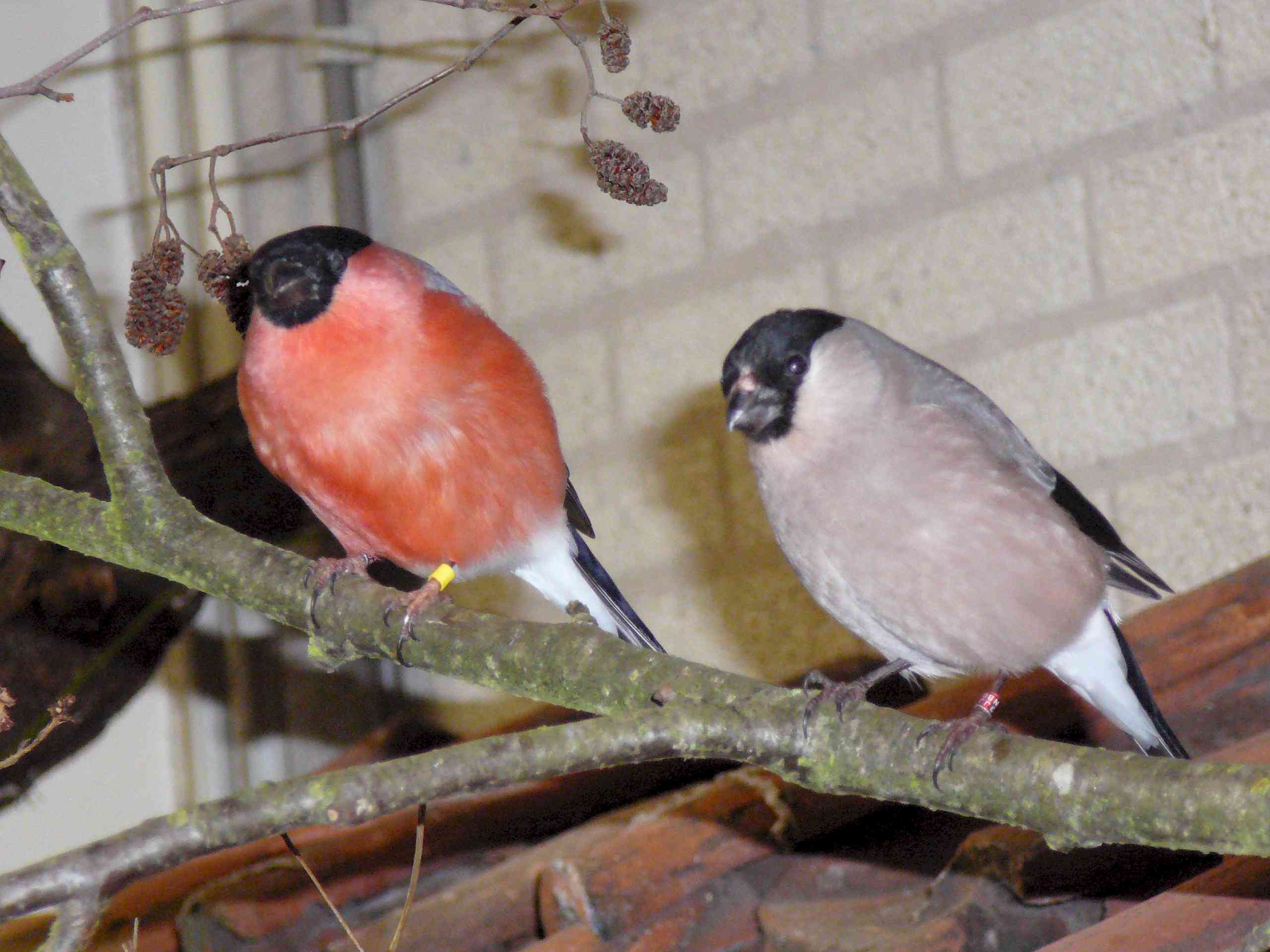 Vogel plaatjes Goudvink 