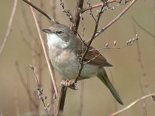Vogel plaatjes Grasmus 