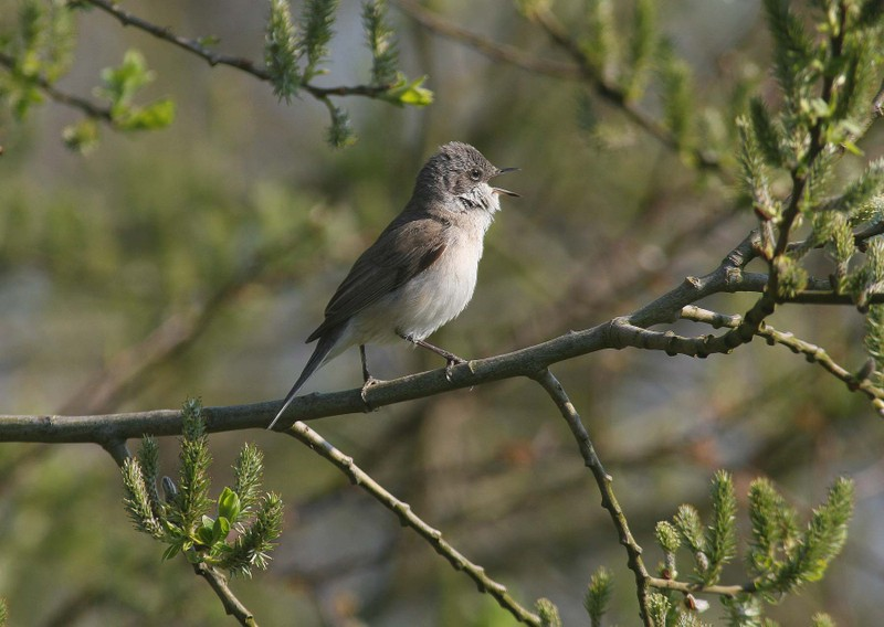 Vogel plaatjes Grasmus 
