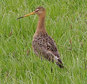 Vogel plaatjes Grutto 