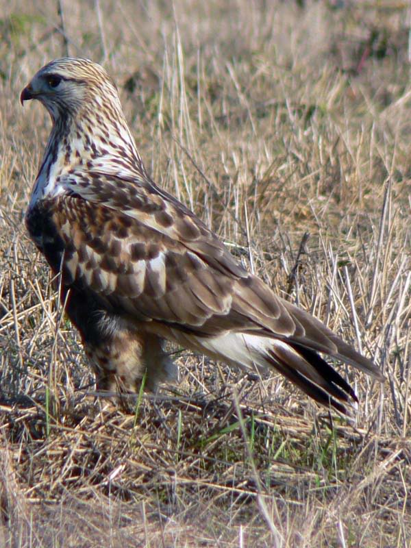 Vogel plaatjes Havik 