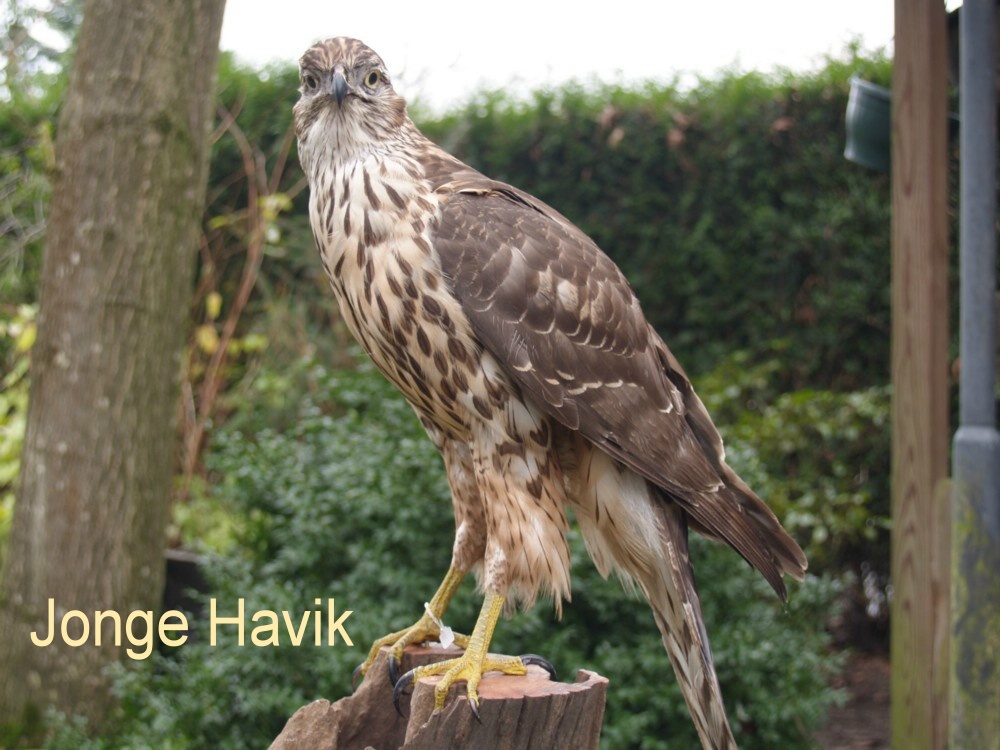 Vogel plaatjes Havik 