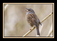 Vogel plaatjes Heggemus 