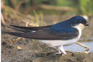 Vogel plaatjes Huiszwaluw 