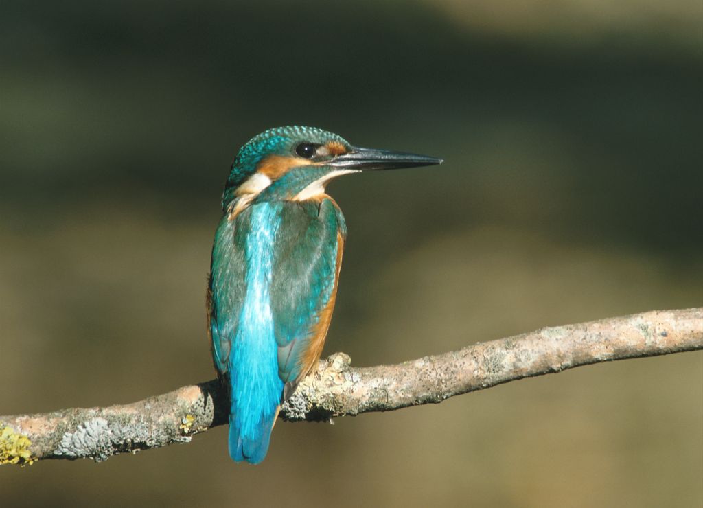 Vogel plaatjes Ijsvogel 
