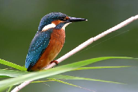 Vogel plaatjes Ijsvogel 