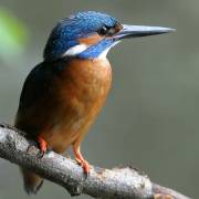 Vogel plaatjes Ijsvogel 