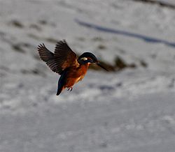 Vogel plaatjes Ijsvogel 