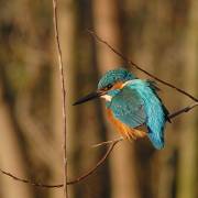 Vogel plaatjes Ijsvogel 