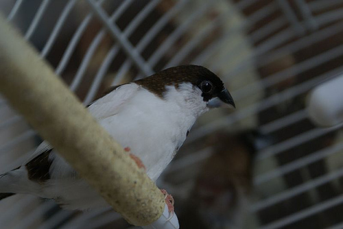 Vogel plaatjes Japanse meeuwtjes 