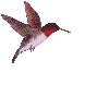 Vogel plaatjes Kolibrie Kolibrie Vogel Vliegen