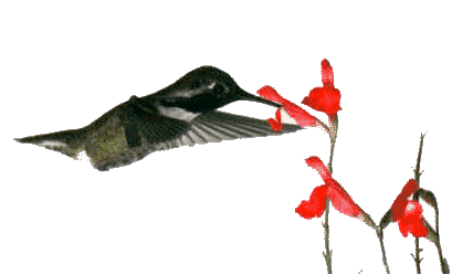 Vogel plaatjes Kolibrie 