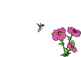 Vogel plaatjes Kolibrie 