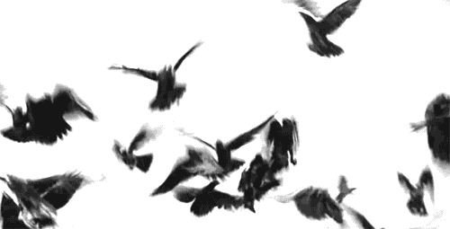 Kraaien Vogel plaatjes 