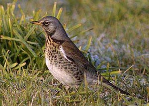 Vogel plaatjes Kramsvogel 