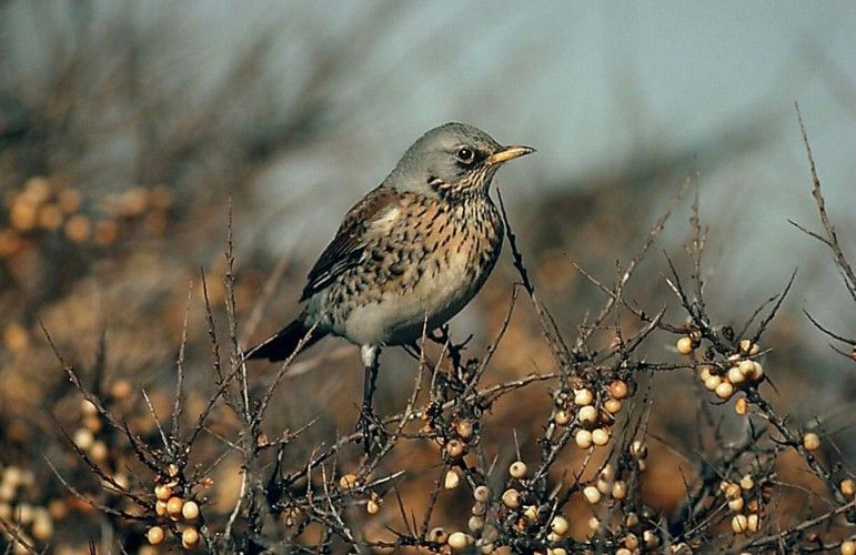 Vogel plaatjes Kramsvogel 