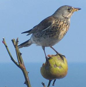 Vogel plaatjes Kramsvogel 