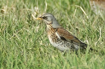 Vogel plaatjes Kramsvogel 